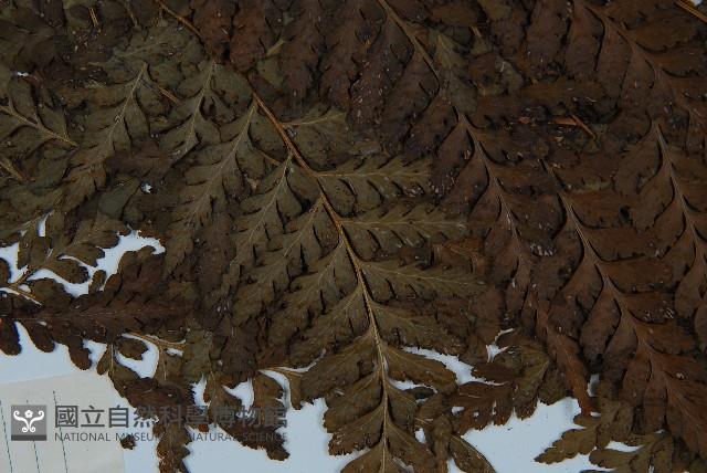 粗毛鱗蓋蕨藏品圖，第4張