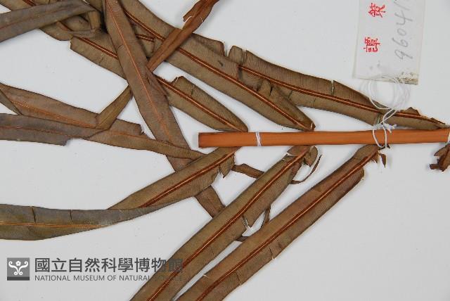 烏毛蕨藏品圖，第3張