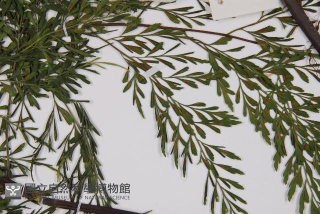 大黑柄鐵角蕨藏品圖，第4張