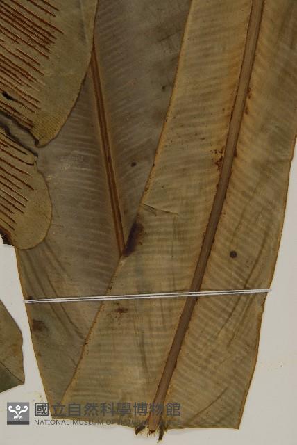 山蘇花藏品圖，第4張