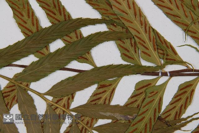 萊氏鐵角蕨藏品圖，第4張