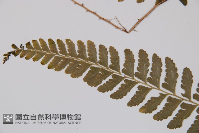 羽裂鱗蓋蕨藏品圖，第4張