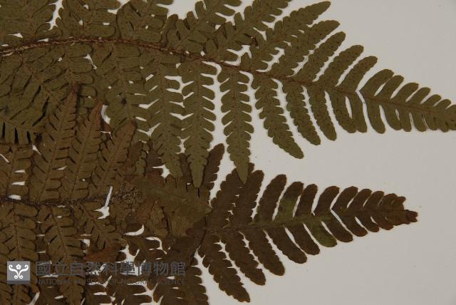 愛德氏肋毛蕨藏品圖，第4張