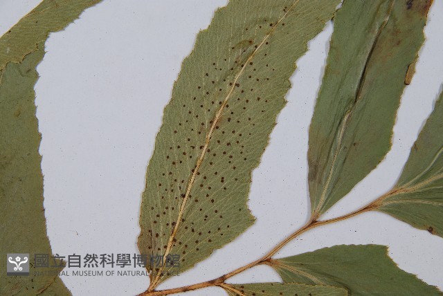 細齒貫眾蕨藏品圖，第4張