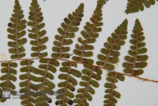 擬岩蕨藏品圖，第4張