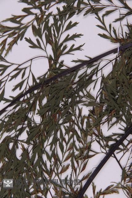 大黑柄鐵角蕨、黃鱗鐵角蕨、大羽鐵角蕨藏品圖，第4張