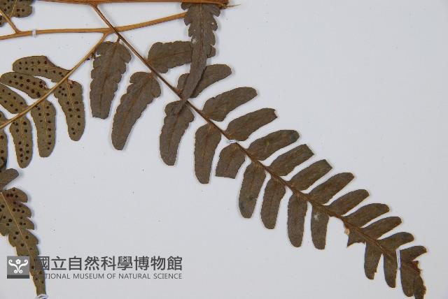 登錄號:P012558藏品圖，第4張