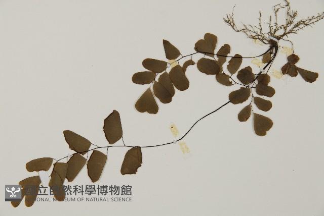 半月形鐵線蕨藏品圖，第4張