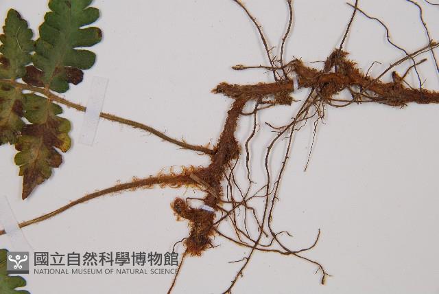 假蹄蓋蕨、東洋蹄蓋蕨藏品圖，第4張