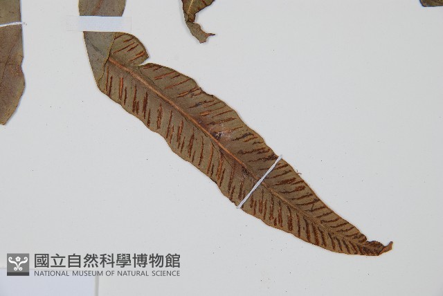 單葉雙蓋蕨藏品圖，第4張