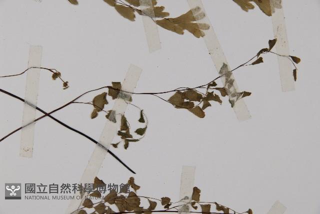 鐵線蕨藏品圖，第1張