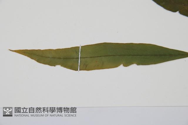 單葉雙蓋蕨藏品圖，第4張