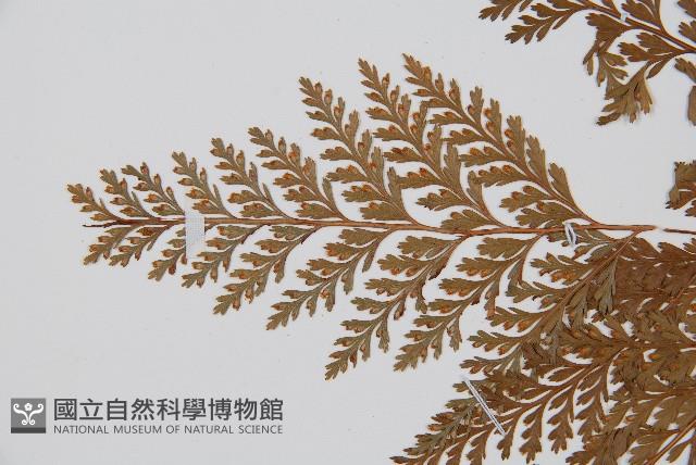 海州骨碎補藏品圖，第4張