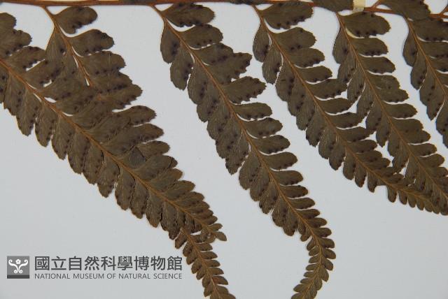 羽葉鱗蓋蕨藏品圖，第4張