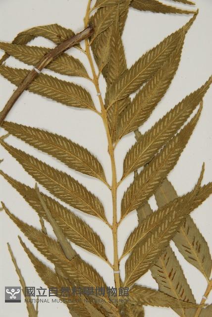 蘭嶼鐵角蕨藏品圖，第7張