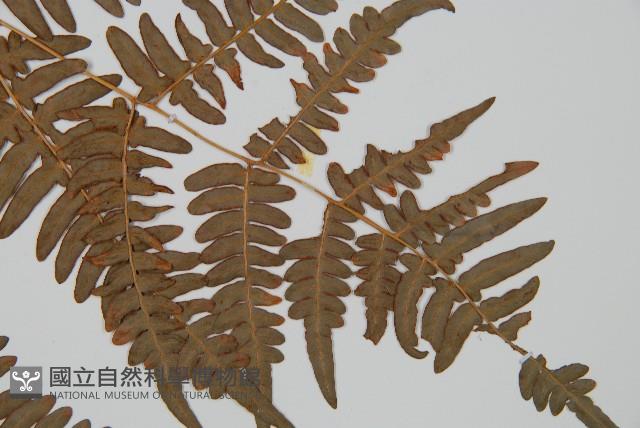 蕨藏品圖，第4張