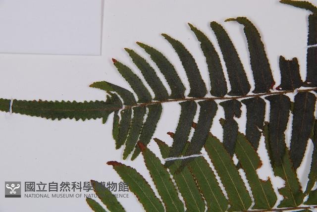 虎克氏鱗蓋蕨藏品圖，第4張