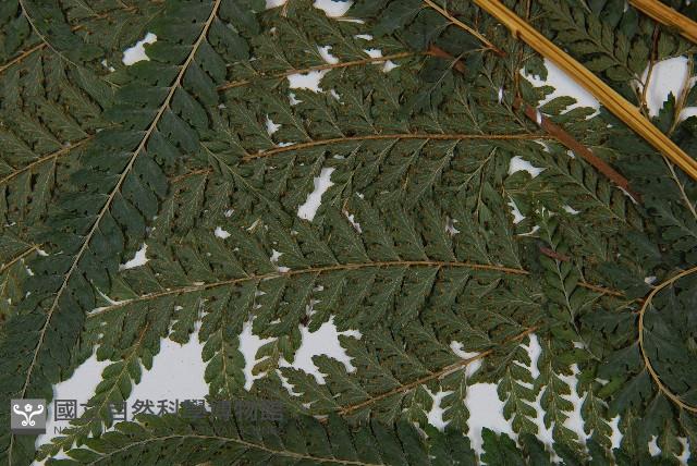 粗毛鱗蓋蕨藏品圖，第4張