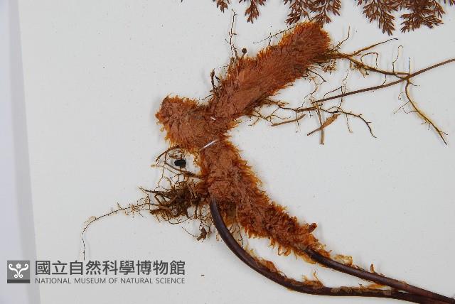 台灣小膜蓋蕨藏品圖，第6張