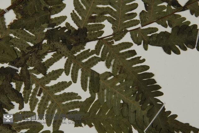 薄葉擬肋毛蕨藏品圖，第4張