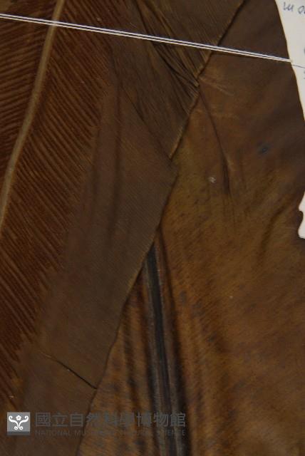 臺灣山蘇花藏品圖，第4張