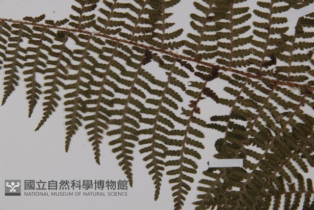 川上氏肋毛蕨藏品圖，第4張