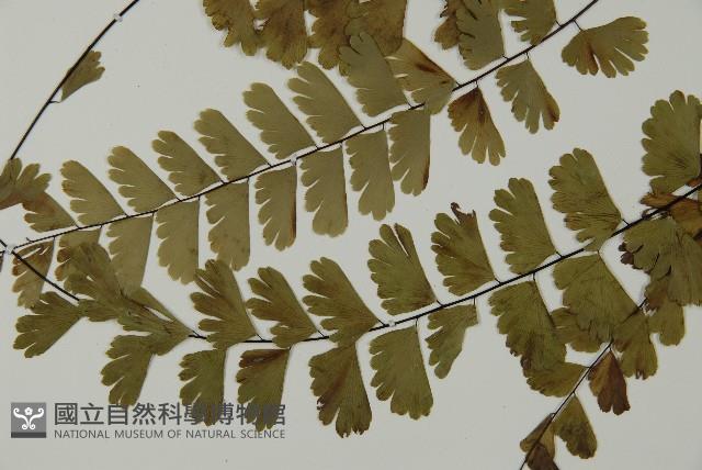 梅山鐵線蕨藏品圖，第4張