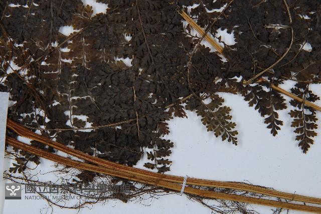 稀子蕨藏品圖，第4張