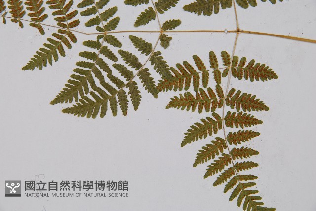 羽節蕨藏品圖，第4張