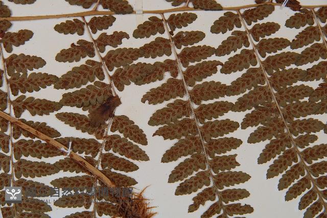 山蹄蓋蕨藏品圖，第4張