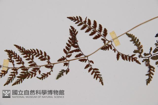 蓬萊蹄蓋蕨藏品圖，第7張