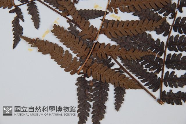 臺灣桫欏藏品圖，第4張