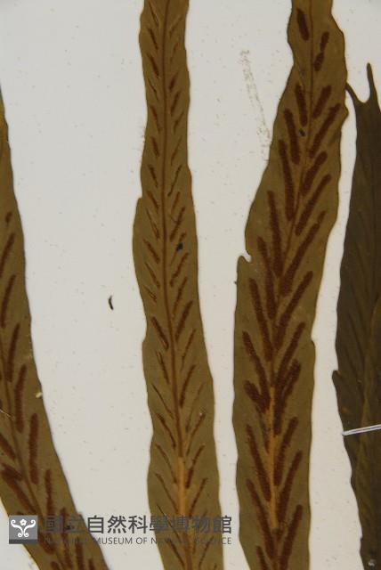 劍葉鐵角蕨、箭葉鐵角蕨藏品圖，第4張