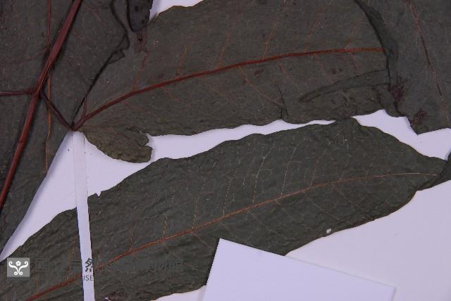 花蓮三叉蕨藏品圖，第4張