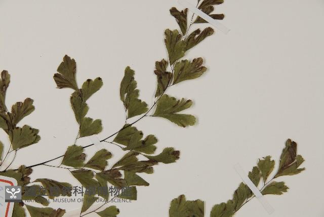 鐵線蕨藏品圖，第4張