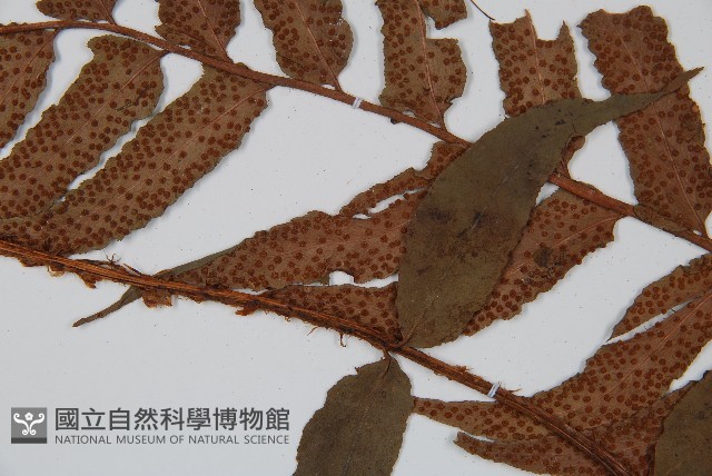 貫眾蕨藏品圖，第4張