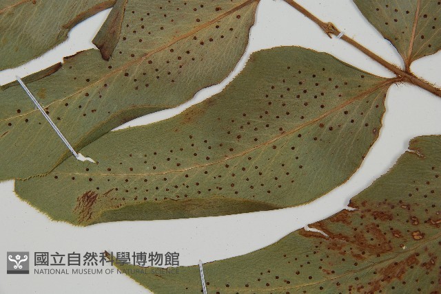 細齒貫眾蕨藏品圖，第4張