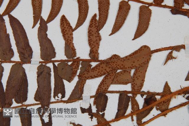 貫眾蕨藏品圖，第4張