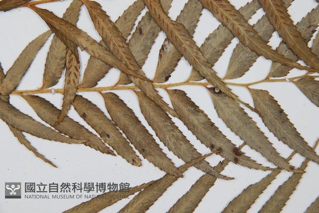 蘭嶼鐵角蕨藏品圖，第4張