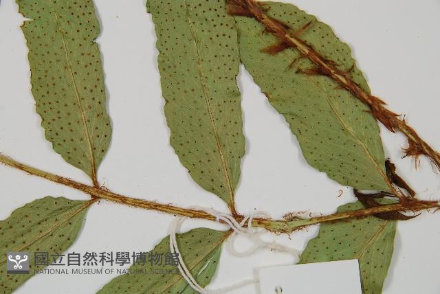 披針貫眾蕨藏品圖，第3張