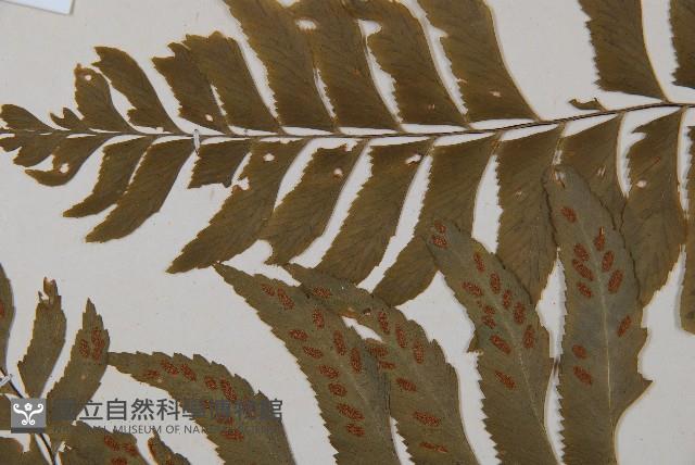 單邊鐵角蕨藏品圖，第4張