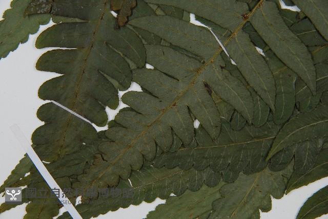 毛柄短腸蕨藏品圖，第4張