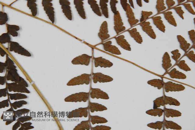 華中蹄蓋蕨藏品圖，第4張