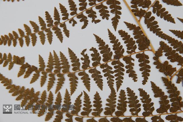 刺柄碗蕨藏品圖，第4張