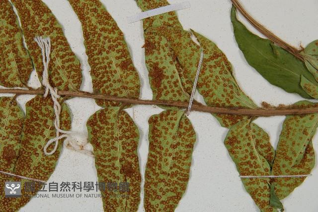 全緣貫眾蕨藏品圖，第3張