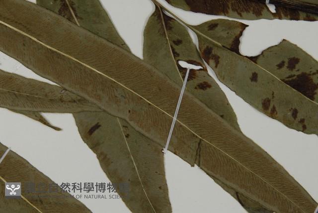 日本鳳丫蕨藏品圖，第4張