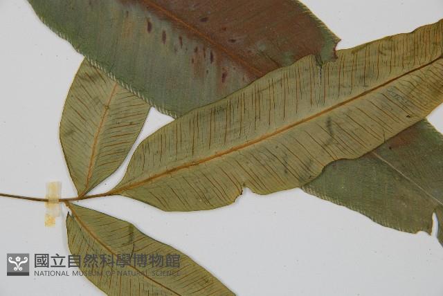 細柄雙蓋蕨藏品圖，第4張