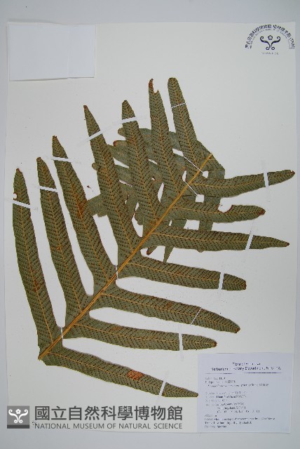 崖薑蕨藏品圖，第3張