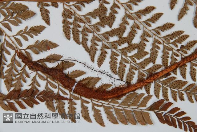 細葉複葉耳蕨藏品圖，第4張