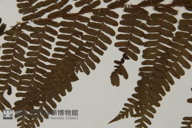 頂囊肋毛蕨藏品圖，第4張